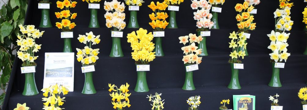 Lots of Daffodils at the Falmouth Spring Flower Show